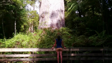 J29: Waipoua Forest 